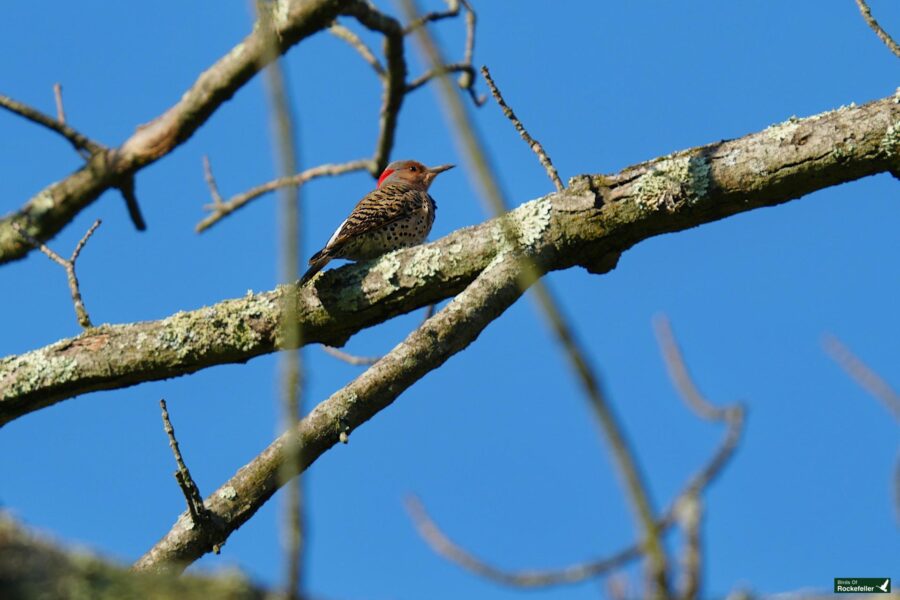 A northern flicker perched on a mossy tree branch against a clear blue sky.