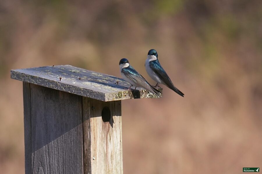 Two swallows perched on a wooden birdhouse surrounded by a blurred natural background.