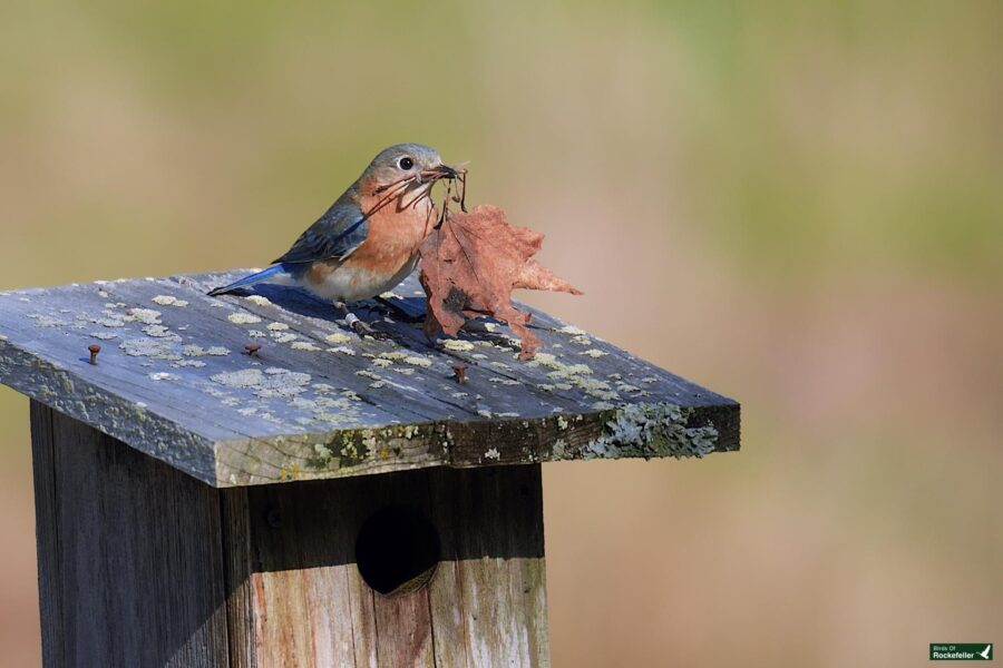 An eastern bluebird perched on a birdhouse holding a brown leaf in its beak, with a blurred green background.