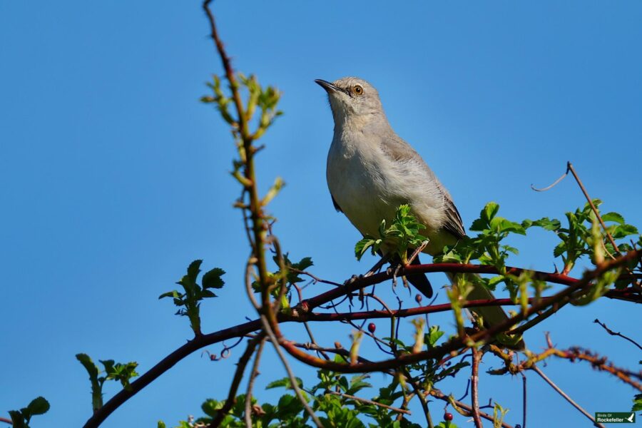 A northern mockingbird perched on a branch with sparse green leaves against a clear blue sky.