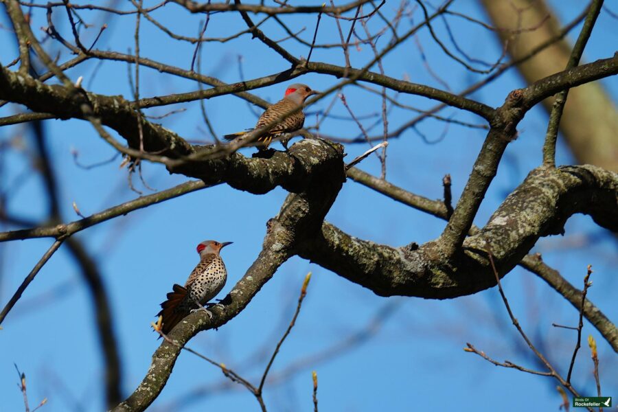 Two northern flickers perched on a tree branch against a clear blue sky. one bird is displaying its orange tail feathers.