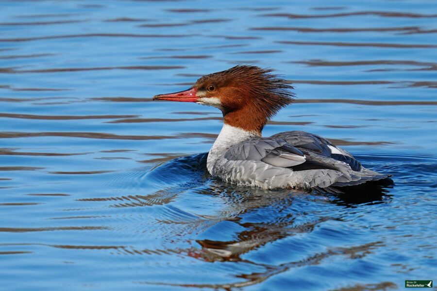 A female common merganser swims on a calm blue water surface, displaying its distinctive red-brown crested head and grey body.