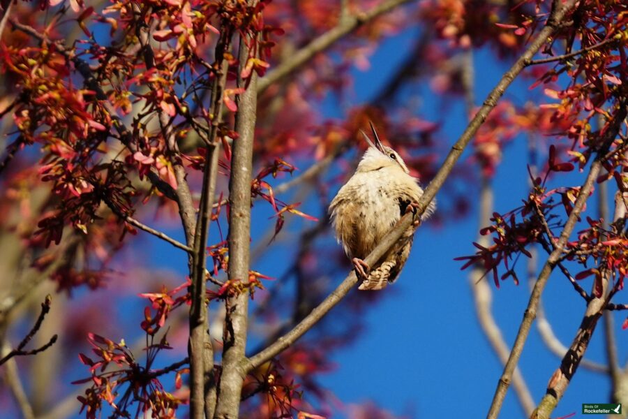 A bird perched on a branch amid red leaves against a clear blue sky.