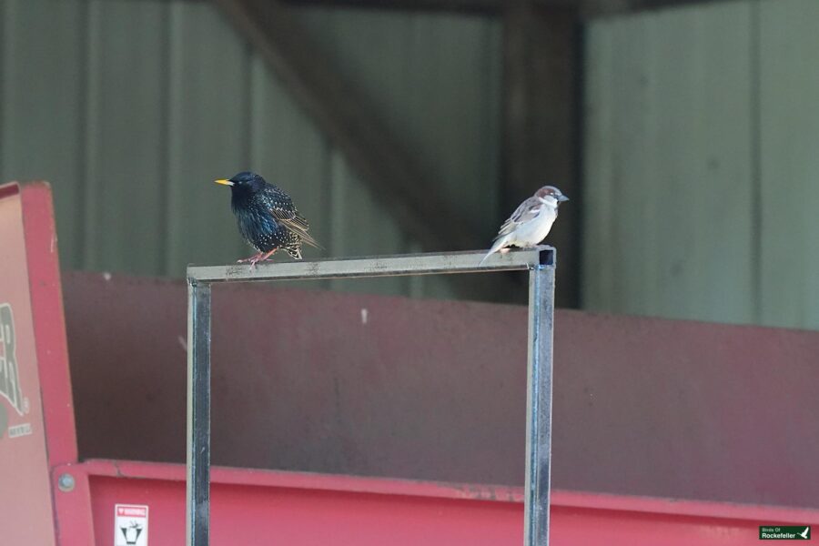 Two birds, a starling and a sparrow, perched on a metal beam against a green corrugated shed background.