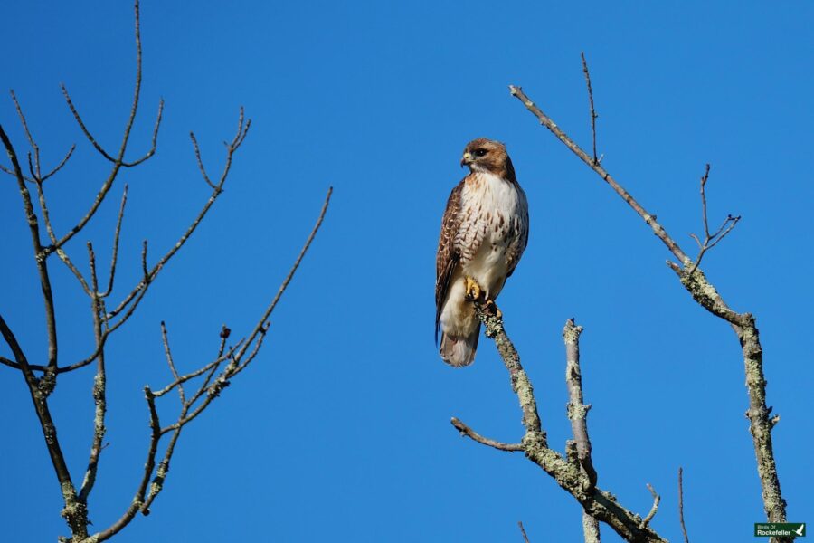 A red-tailed hawk perched on a bare tree branch against a clear blue sky.