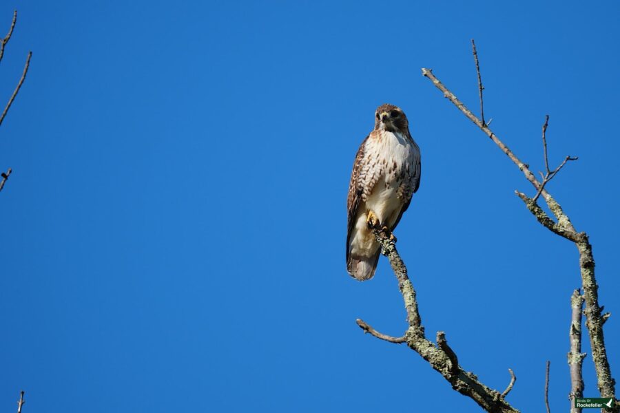A red-tailed hawk perched on a leafless branch against a clear blue sky.