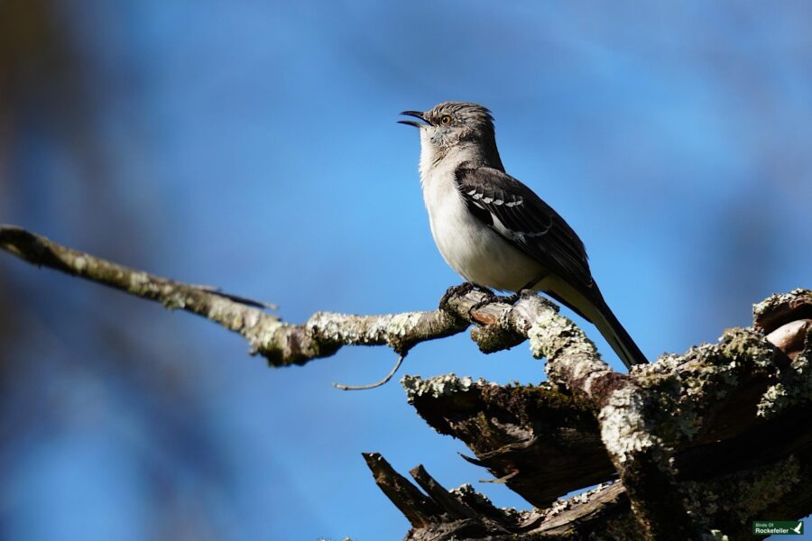 A northern mockingbird perched on a moss-covered branch against a clear blue sky.