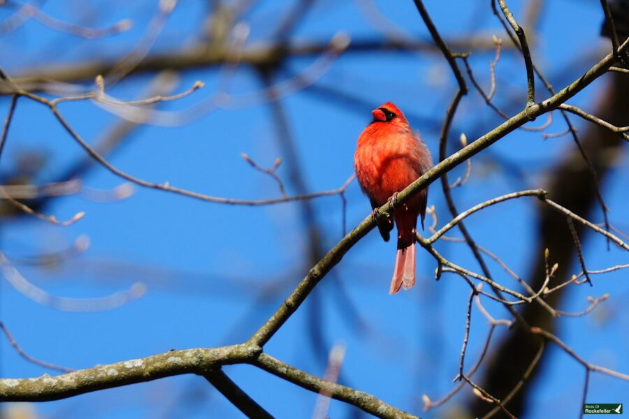 A bright red cardinal bird perched on a bare branch against a clear blue sky.