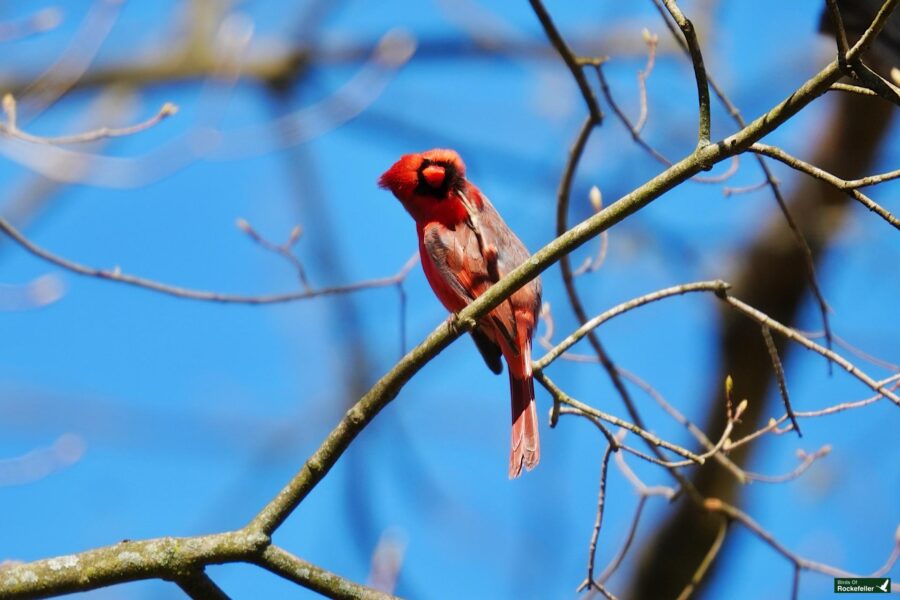 A red cardinal perched on a bare branch against a clear blue sky.