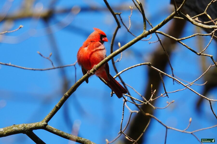 A bright red cardinal perched on a bare branch against a clear blue sky.