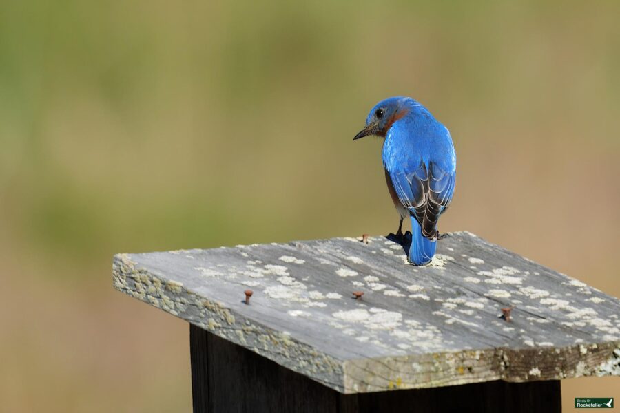 A bluebird perched on a lichen-covered wooden roof against a blurred natural background.