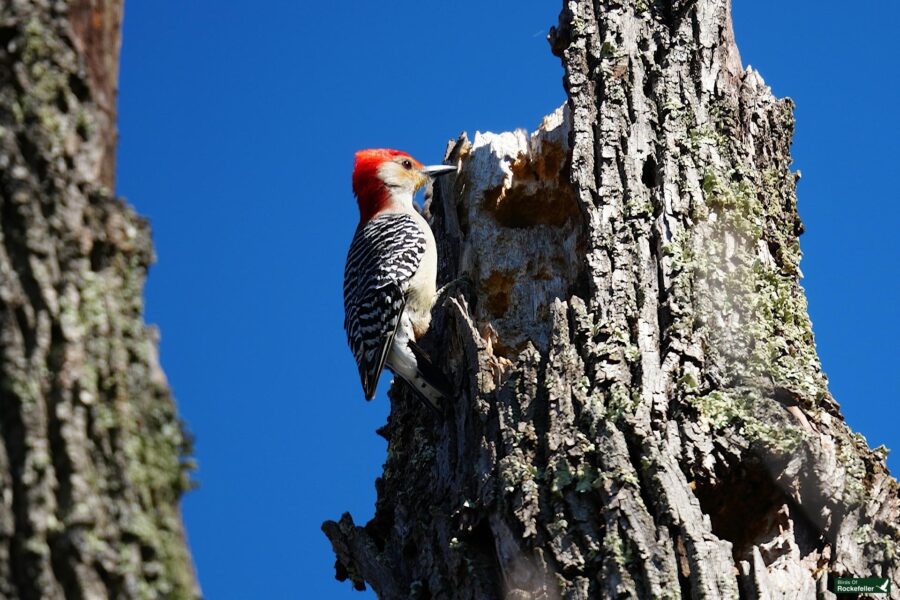 A red-bellied woodpecker perched on a textured tree trunk, pecking at a hole under clear blue skies.