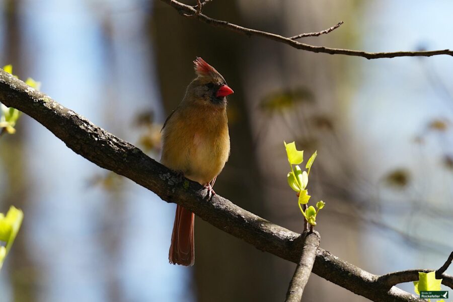 A female northern cardinal perched on a branch with budding leaves, backlit by sunlight.