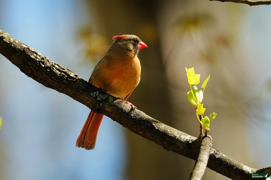 A female northern cardinal perched on a branch, with budding leaves, against a clear, blue sky background.