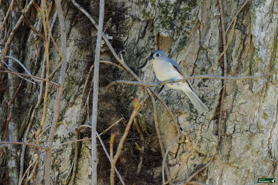 A tufted titmouse perched on a vine-covered tree trunk, blending into the natural woodland background.