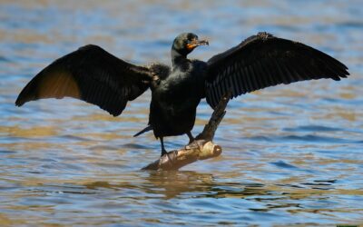 Double-Crested Cormorants – Rockefeller State Park Preserve