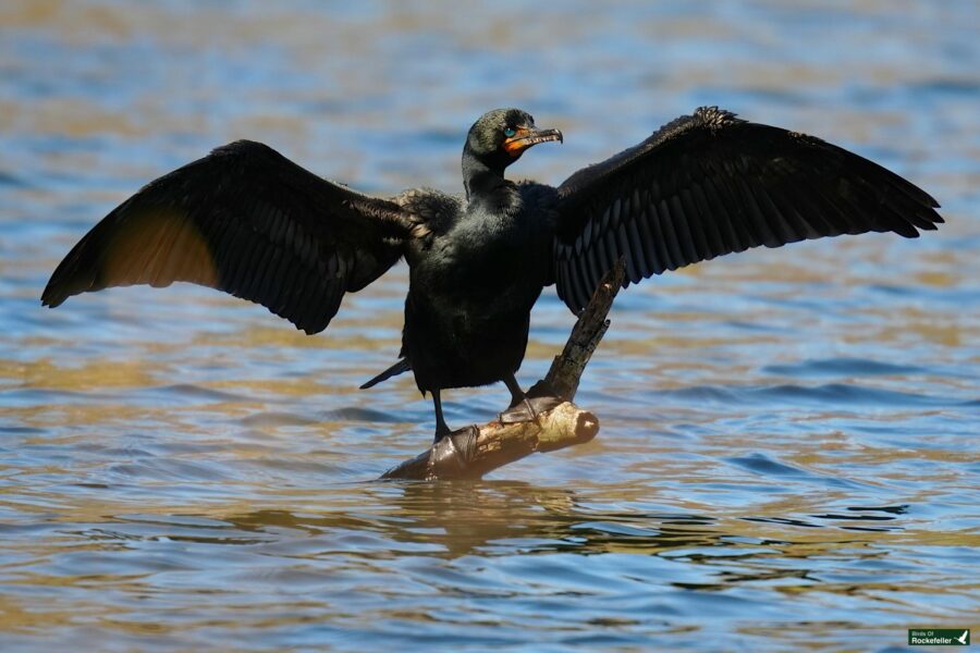 A double-crested cormorant perched on a log in water, wings outspread, against a blue water background.