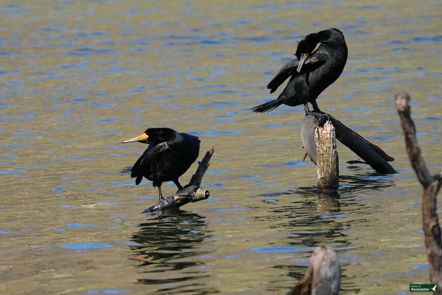 Two cormorants perched on wooden stakes above water; one is grooming its feathers while the other looks on.