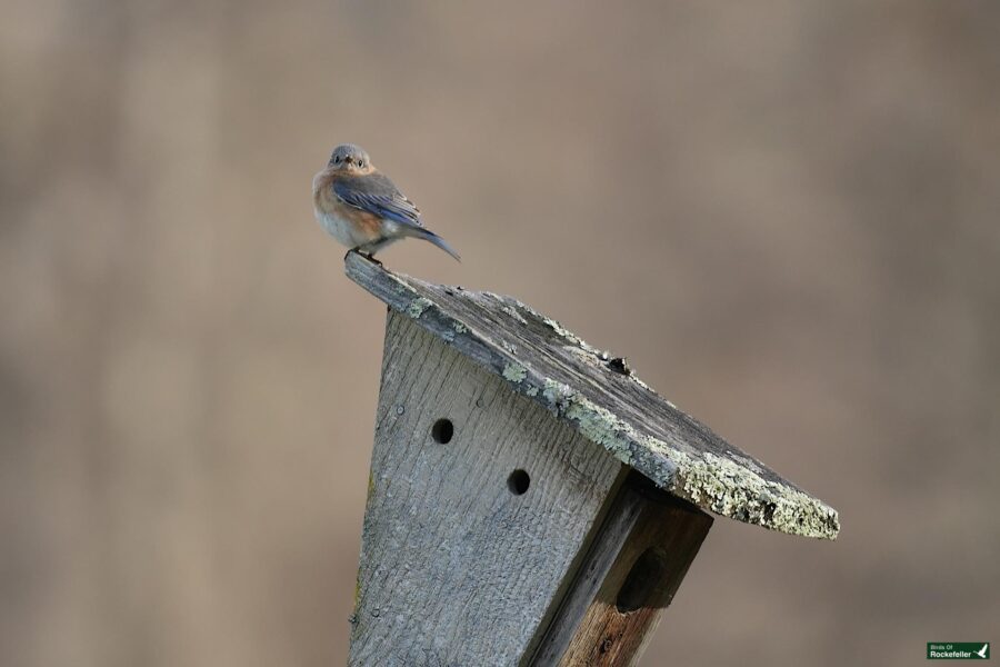 A bluebird perched on the roof of an old wooden birdhouse against a blurred brown background.