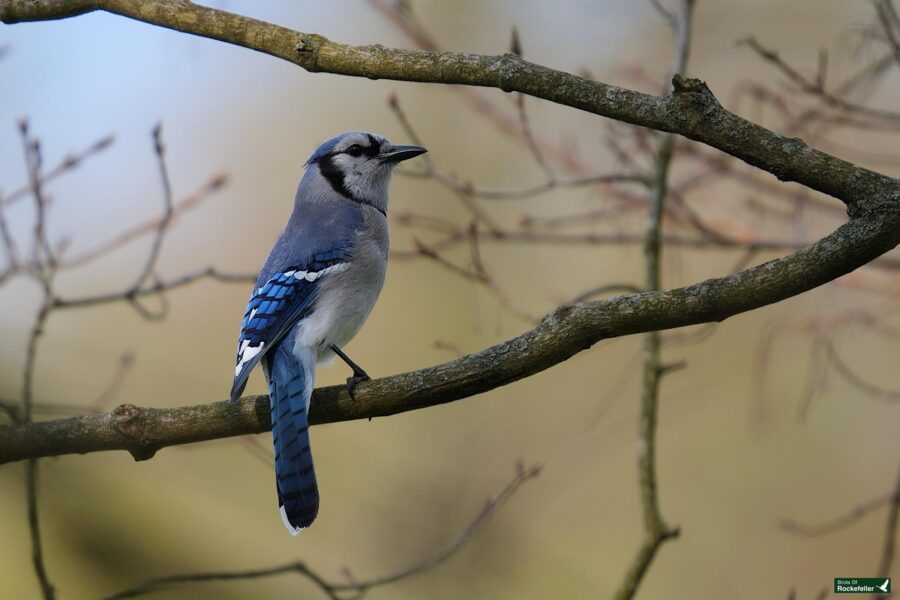 A blue jay perched on a tree branch with a blurred green background.