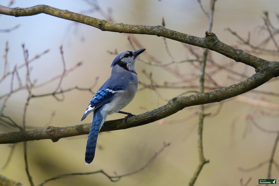 A blue jay perched on a bare branch, with a blurred background of soft, pastel colors.