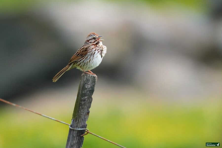 A song sparrow perched on a wooden post with a blurred green background.