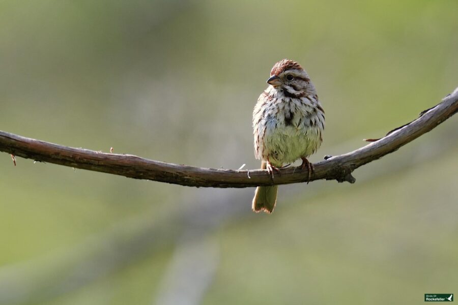 A small bird with brown and white speckled feathers perched on a twig against a soft green background.