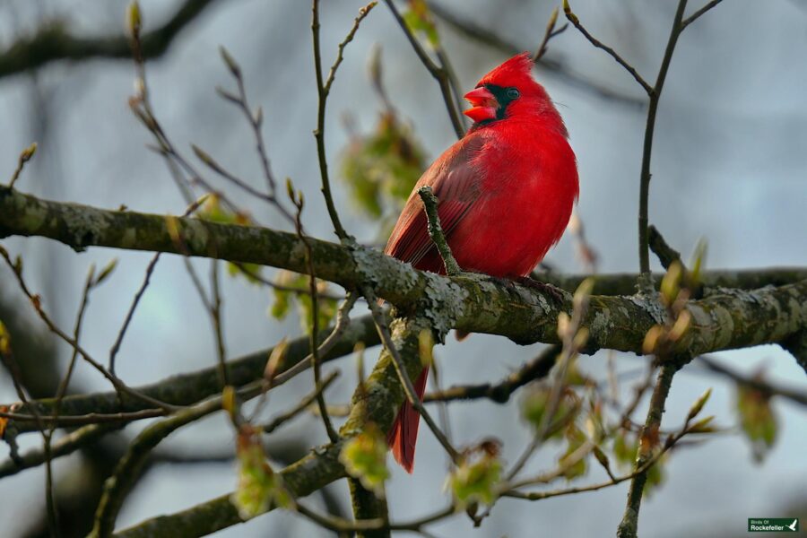 A bright red cardinal perched on a branch among budding leaves, with a blurred background.