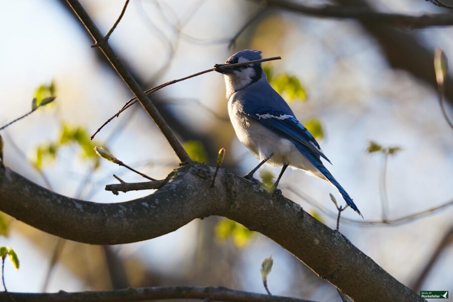 A blue jay perched on a tree branch, holding a twig in its beak, backlit by soft sunlight filtering through fresh leaves.