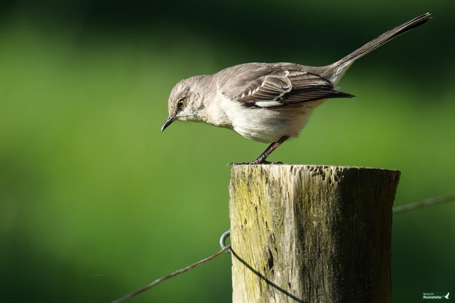 A northern mockingbird perched on a wooden post with a green blurred background.