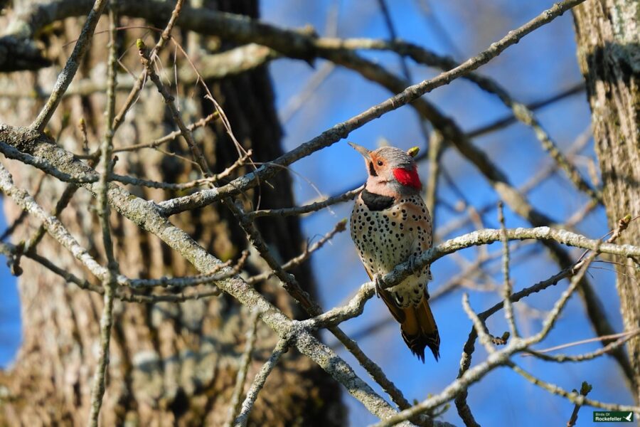 A northern flicker woodpecker perched on a tree branch, displaying its spotted belly and red nape against a clear blue sky.