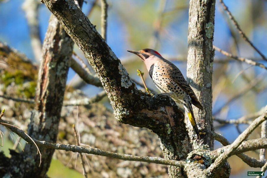 A northern flicker perched on a mossy tree branch, with a bright blue sky in the background.