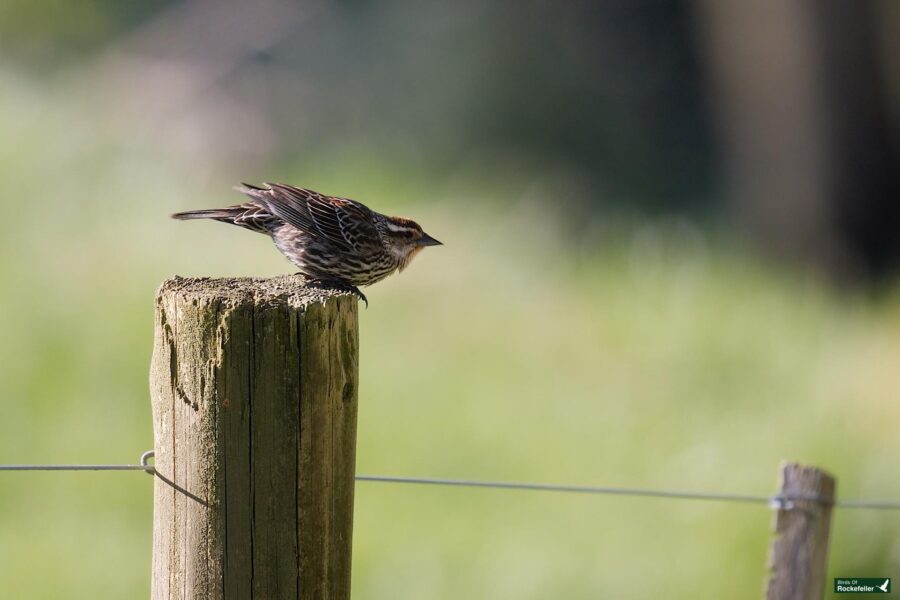 A brown and black striped bird perched on a wooden fence post in a lush green field, with soft focus in the background.