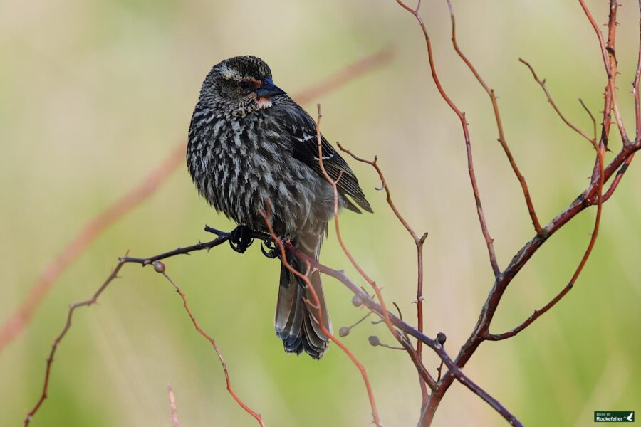 A small bird with speckled plumage perched on a thin branch against a soft green background.