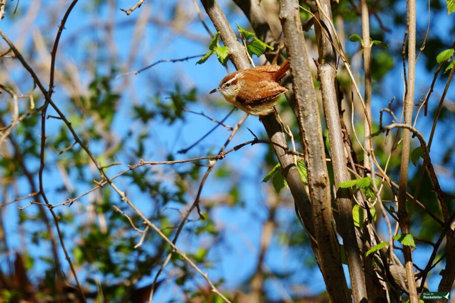 A small brown bird perched on a thin branch amid leafy trees under a clear blue sky.