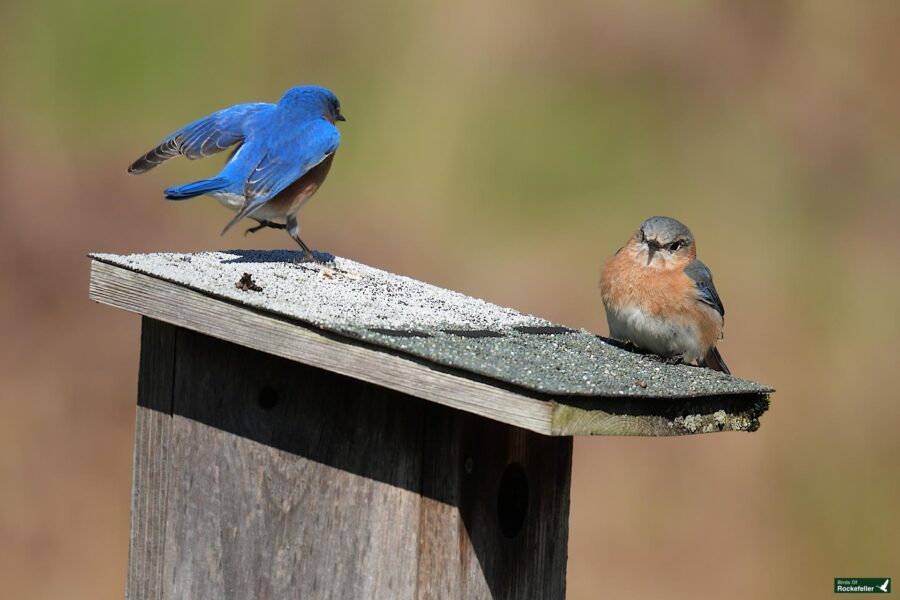 Two bluebirds on a wooden birdhouse; one perched on the roof with wings fluttering, the other sitting calmly on the edge.