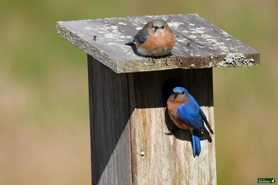 A male eastern bluebird perched on a wooden birdhouse with a female peeping from the entrance, set against a blurred green background.