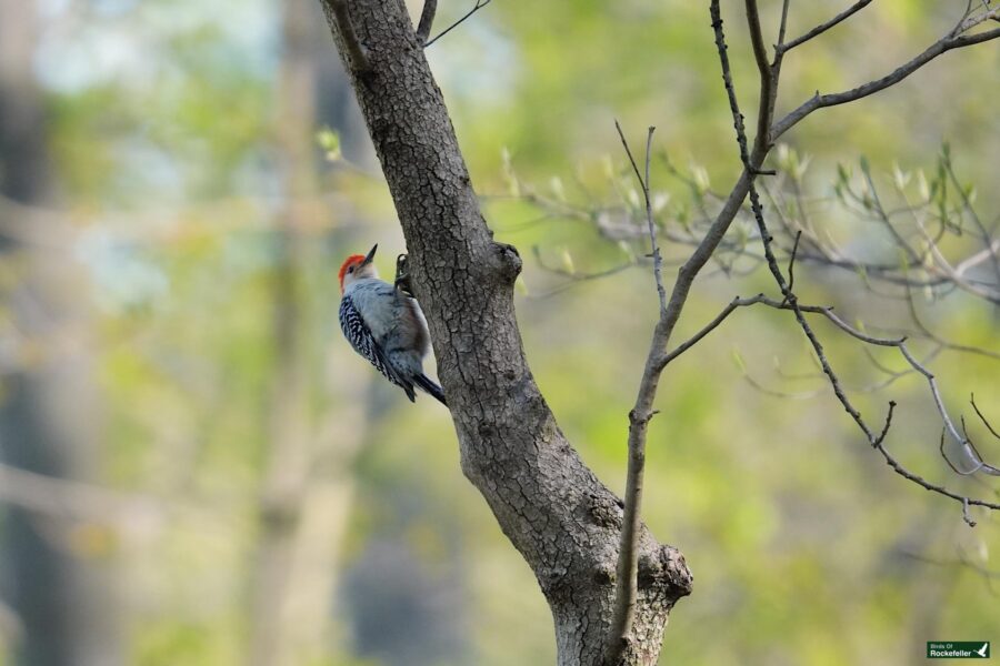 A red-capped woodpecker clings to the side of a tree trunk in a lush, green forest setting.