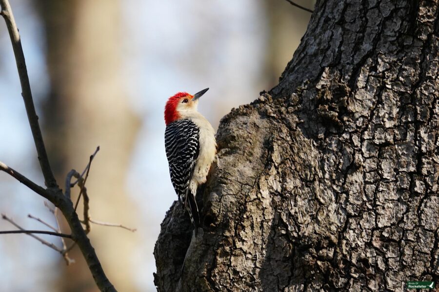 Red-crowned woodpecker on a rough, textured tree bark, with a blurred green background.