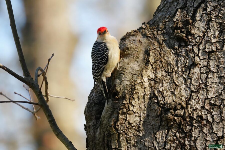 Red-crowned woodpecker perched on a textured tree trunk, with blurry forest background.