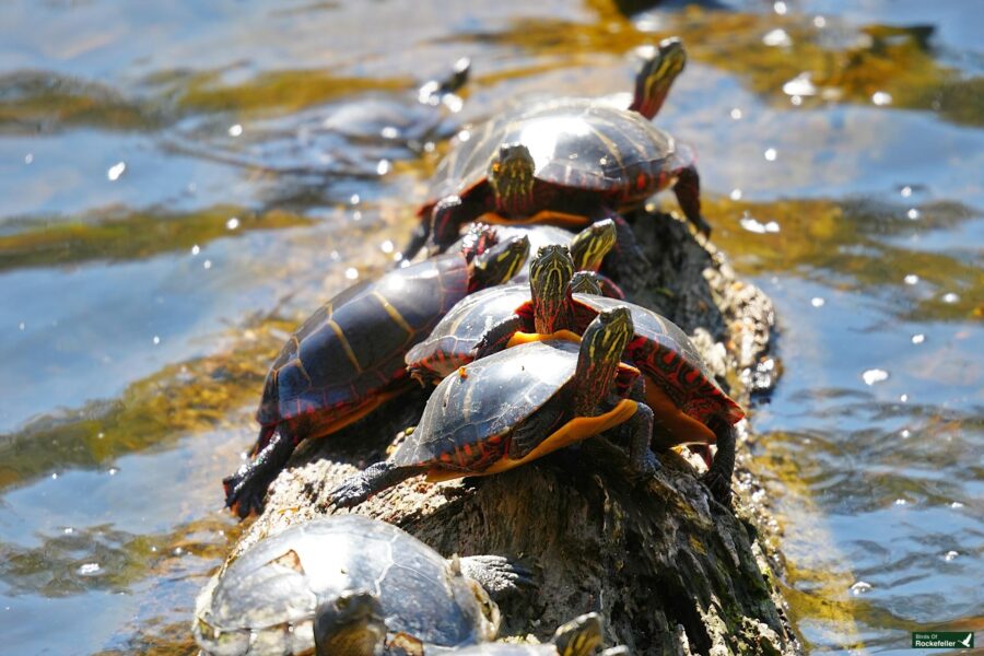 Five turtles basking on a log in the water, with sunlight highlighting their vibrant shell colors.