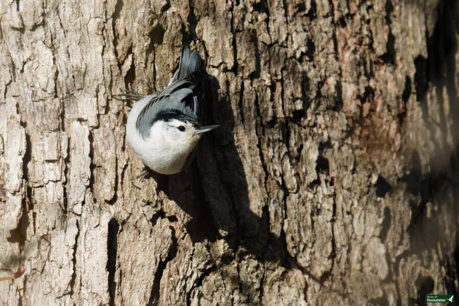 A white-breasted nuthatch perched upside down on the rough bark of a tree trunk in sunlight.