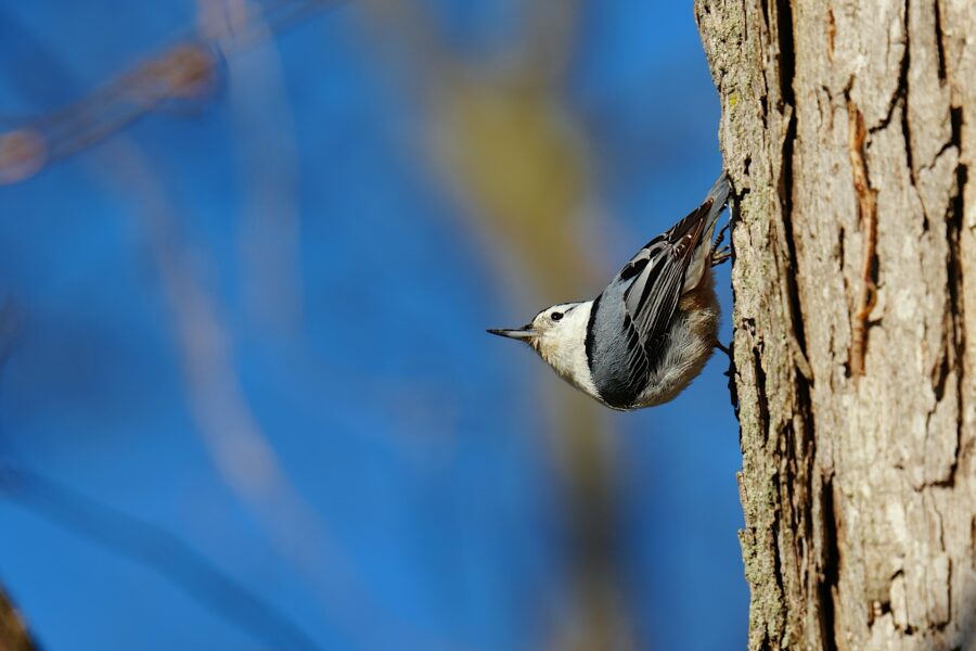 A white-breasted nuthatch bird perched upside down on the trunk of a tree, with a clear blue sky in the background.