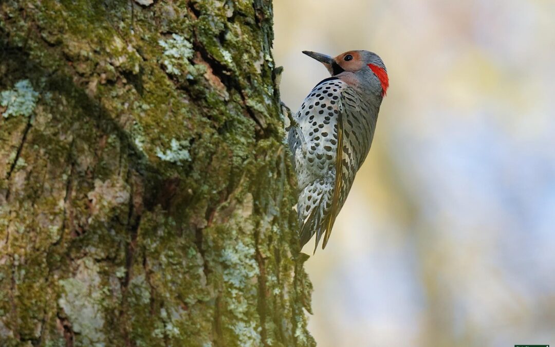 Northern Flicker – Rockefeller State Park Preserve