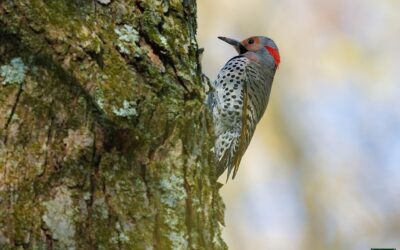 Northern Flicker – Rockefeller State Park Preserve