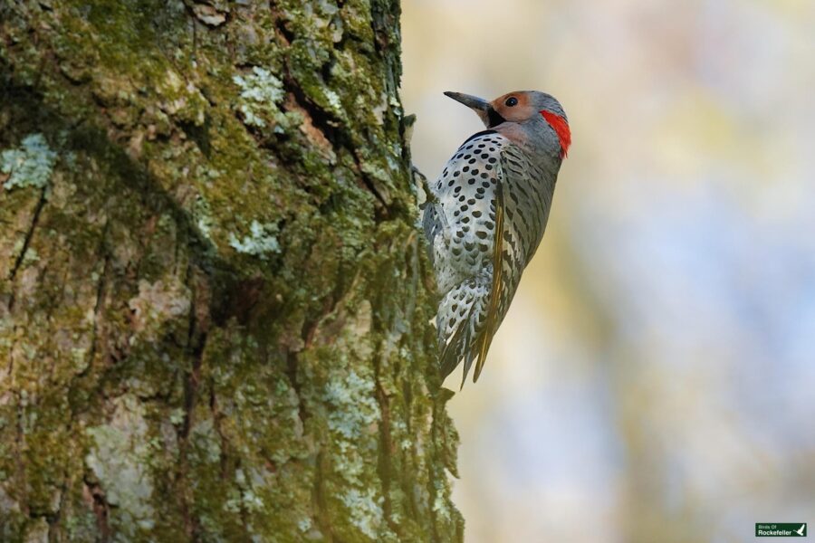 A northern flicker woodpecker clings to the trunk of a tree, showcasing its spotted plumage and red nape in a forested area.