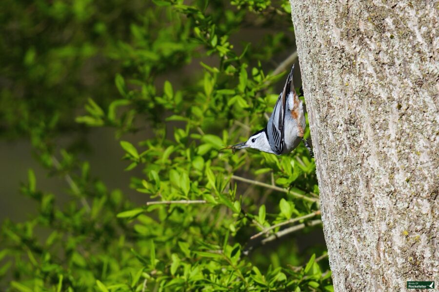 A white-breasted nuthatch clinging upside down to the trunk of a tree, with green foliage in the background.