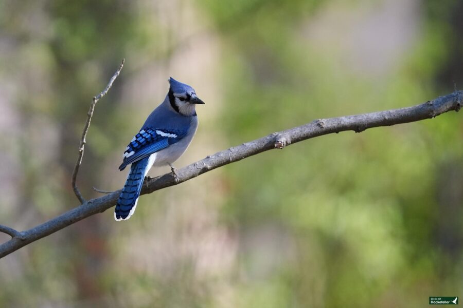 A blue jay perched on a thin branch against a blurred green forest background.