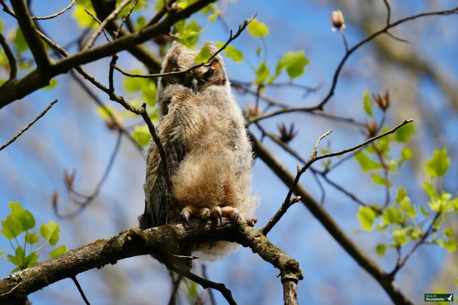 A juvenile owl perched on a tree branch with its back facing the camera, surrounded by budding leaves against a clear blue sky.