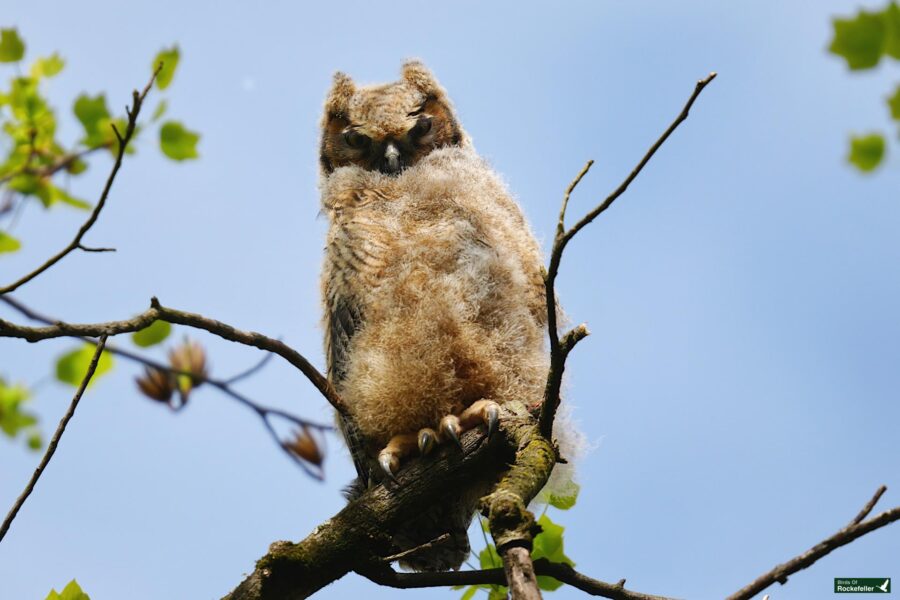 A young owl perched on a branch, fluffed up and looking directly at the camera against a clear blue sky.